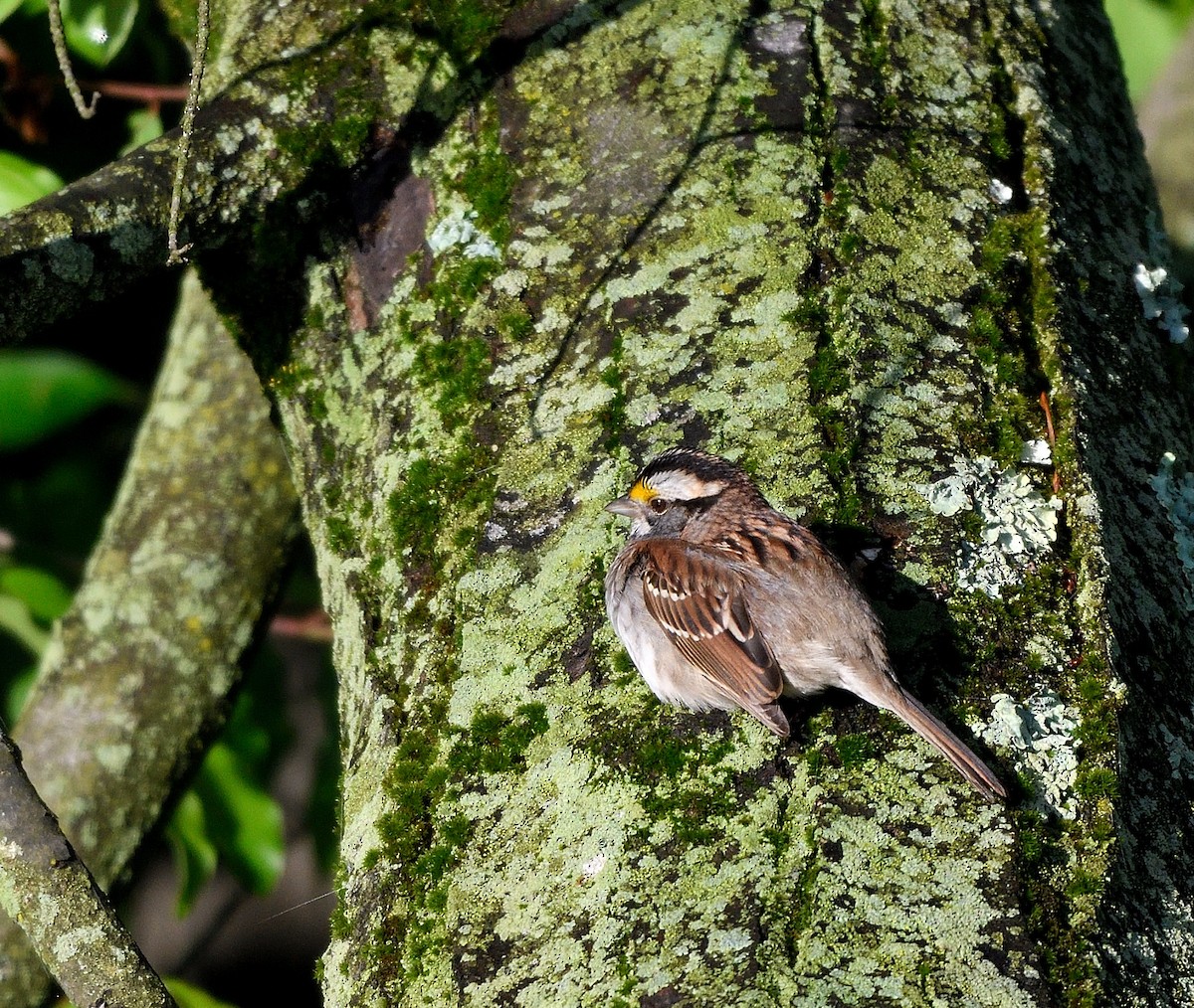 White-throated Sparrow - Jaime Thomas