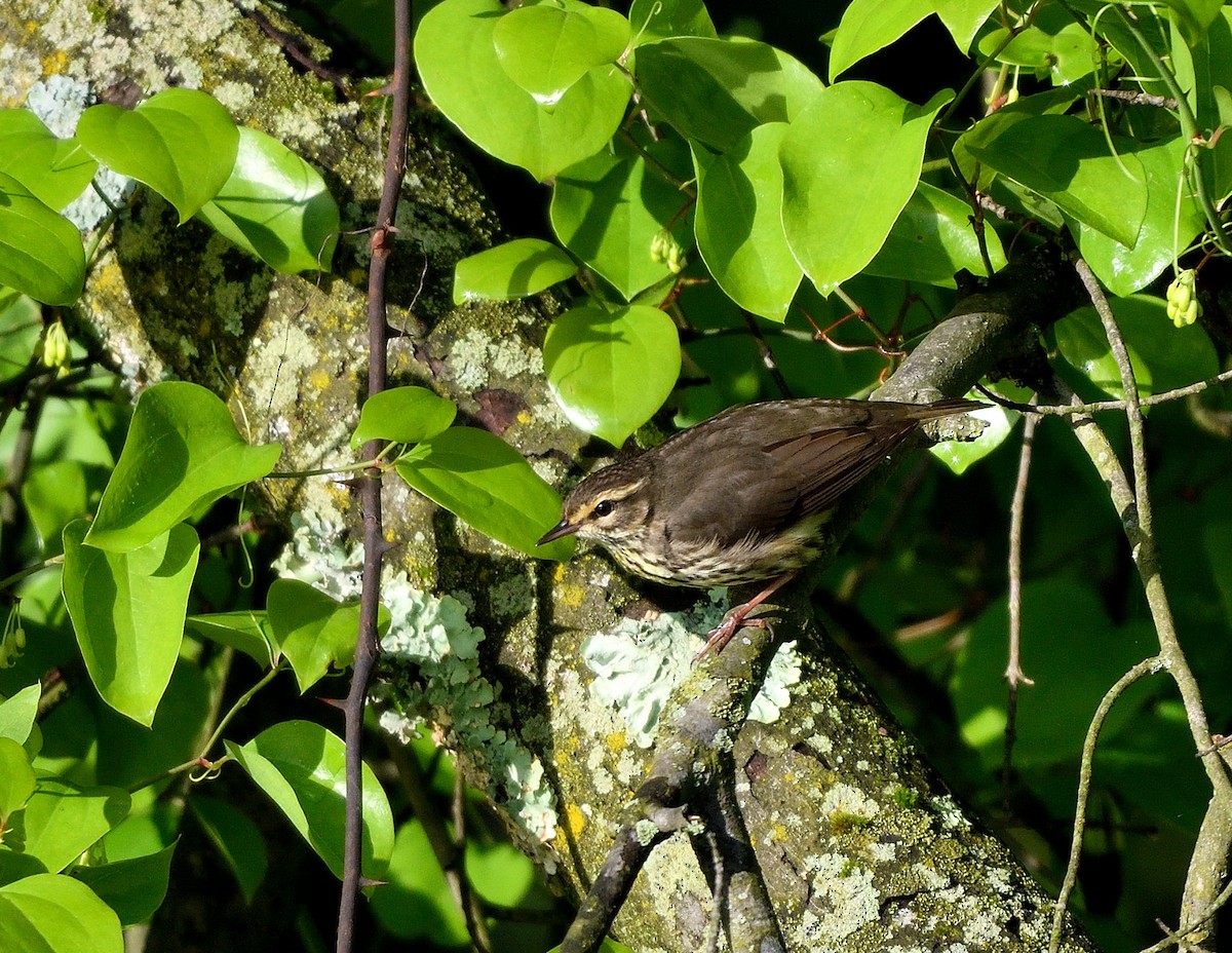 Northern Waterthrush - Jaime Thomas