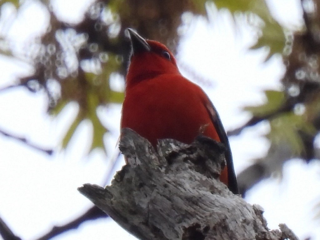 Scarlet Tanager - Stephen Spector