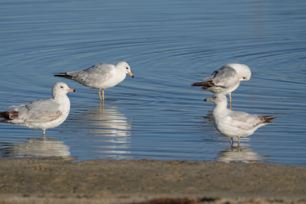 Ring-billed Gull - Will Cihula