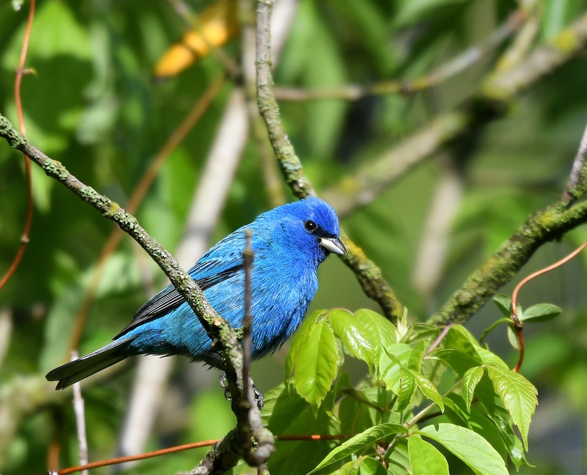 Indigo Bunting - Jaime Thomas