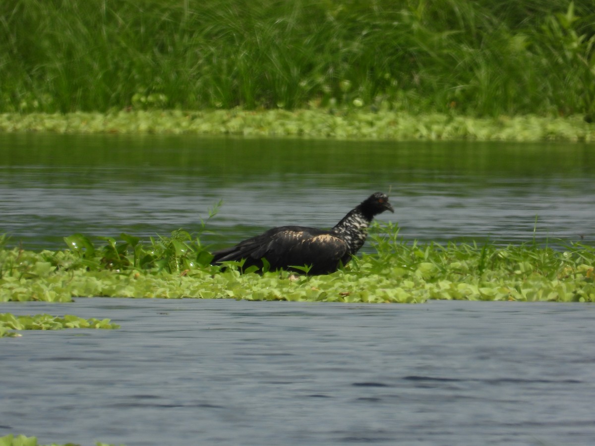 Horned Screamer - ML618845560