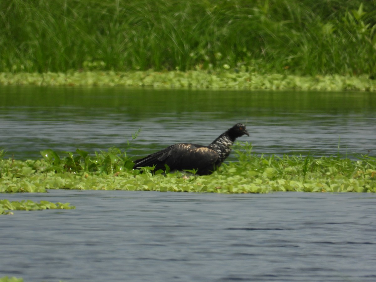 Horned Screamer - ML618845562