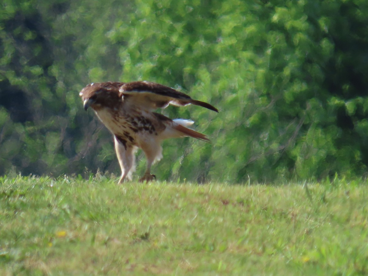 Red-tailed Hawk - Elizabeth Ferber