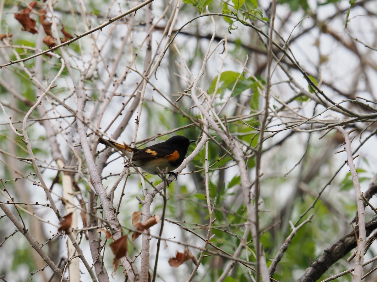 American Redstart - Shawn McCormick