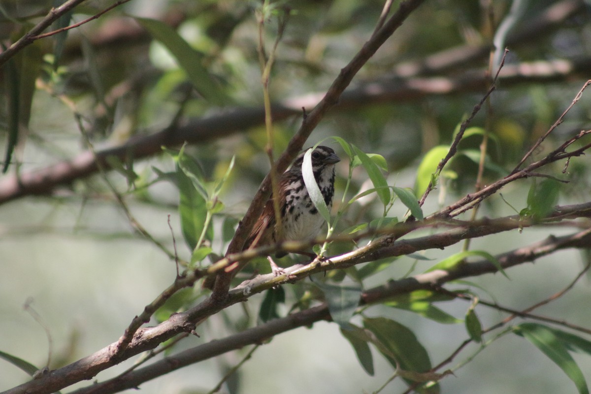 Song Sparrow - ML618845577