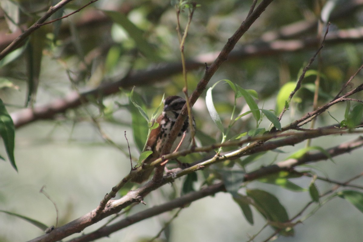 Song Sparrow - ML618845578