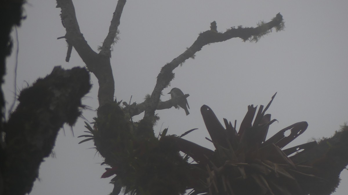 pewee sp. (Contopus sp.) - Terry van Niekerk