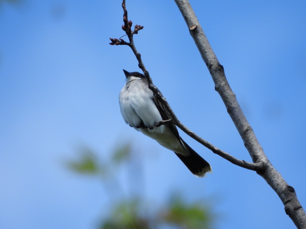 Eastern Kingbird - Olivier Dansereau