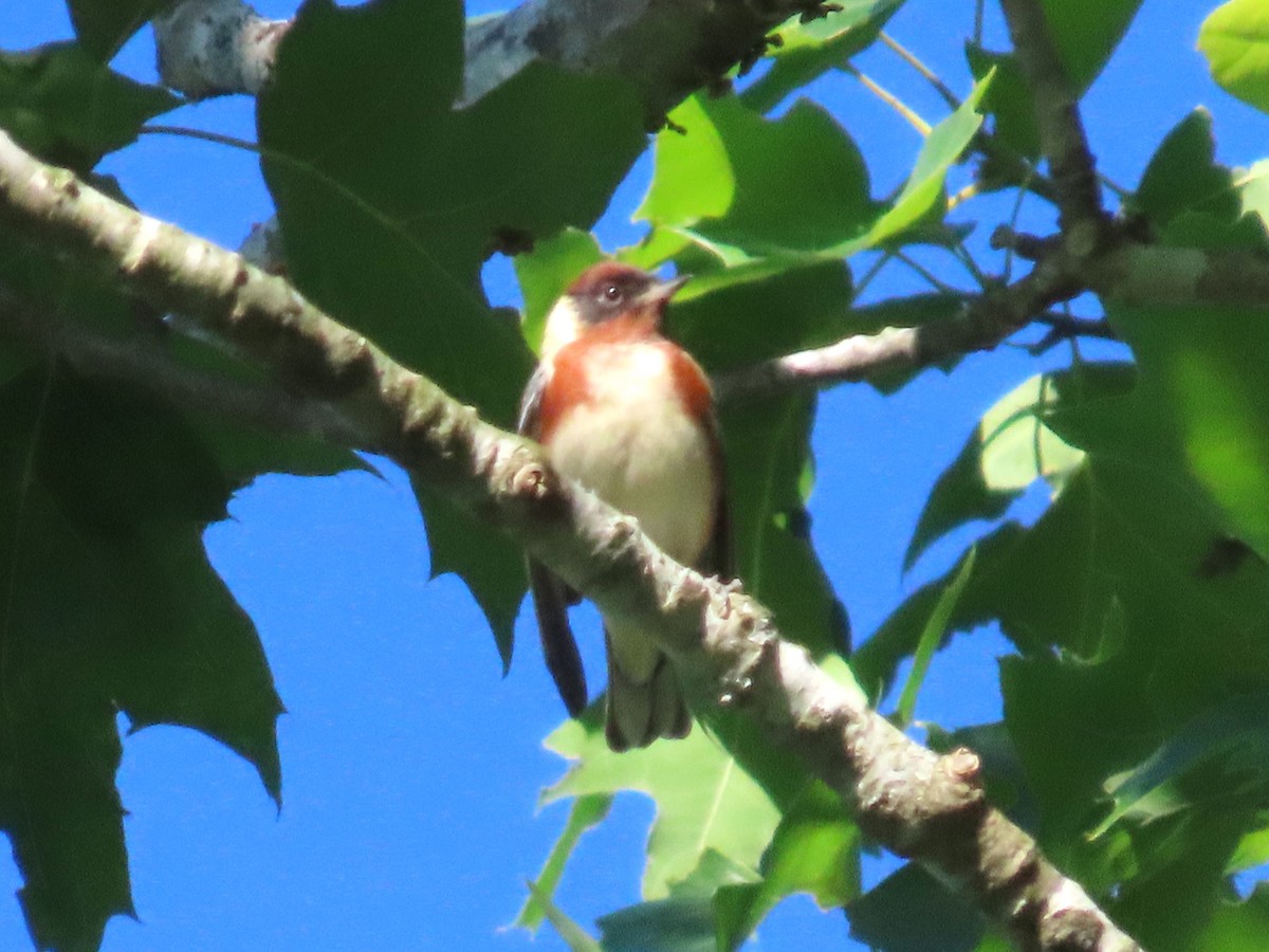 Bay-breasted Warbler - Teresa Noel