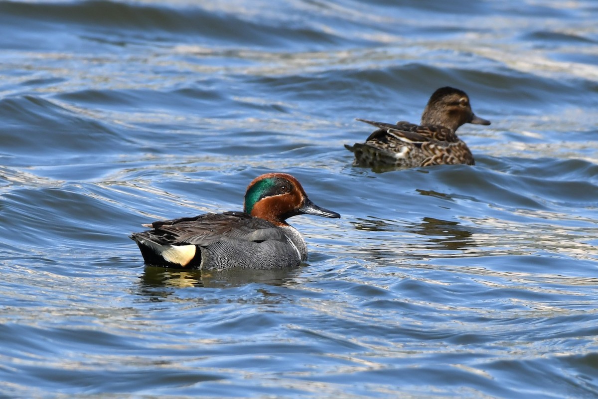 Green-winged Teal - Ausilia Piperni