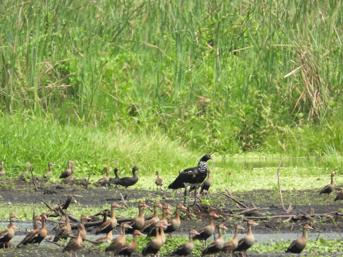 Horned Screamer - ML618845621