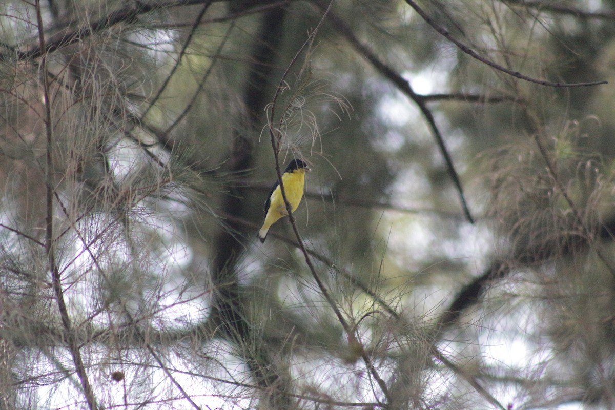 Lesser Goldfinch - ML618845624