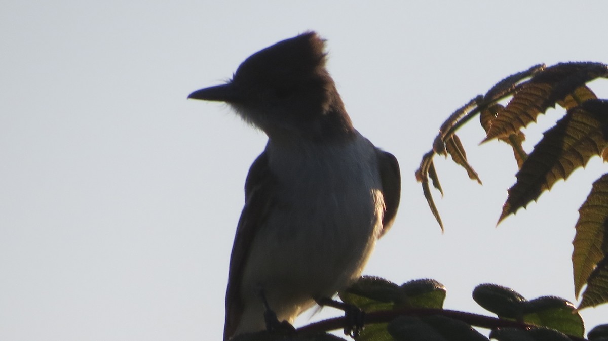 La Sagra's Flycatcher - Delvis Toledo