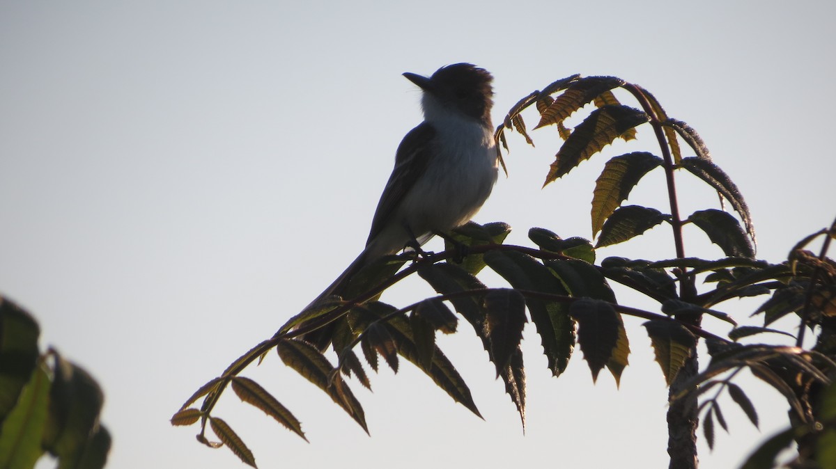 La Sagra's Flycatcher - Delvis Toledo