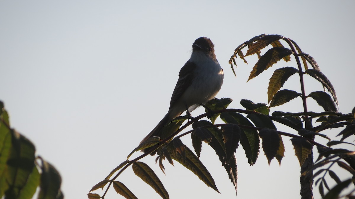 La Sagra's Flycatcher - Delvis Toledo