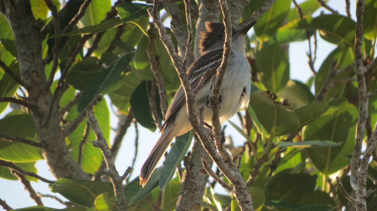 La Sagra's Flycatcher - Delvis Toledo