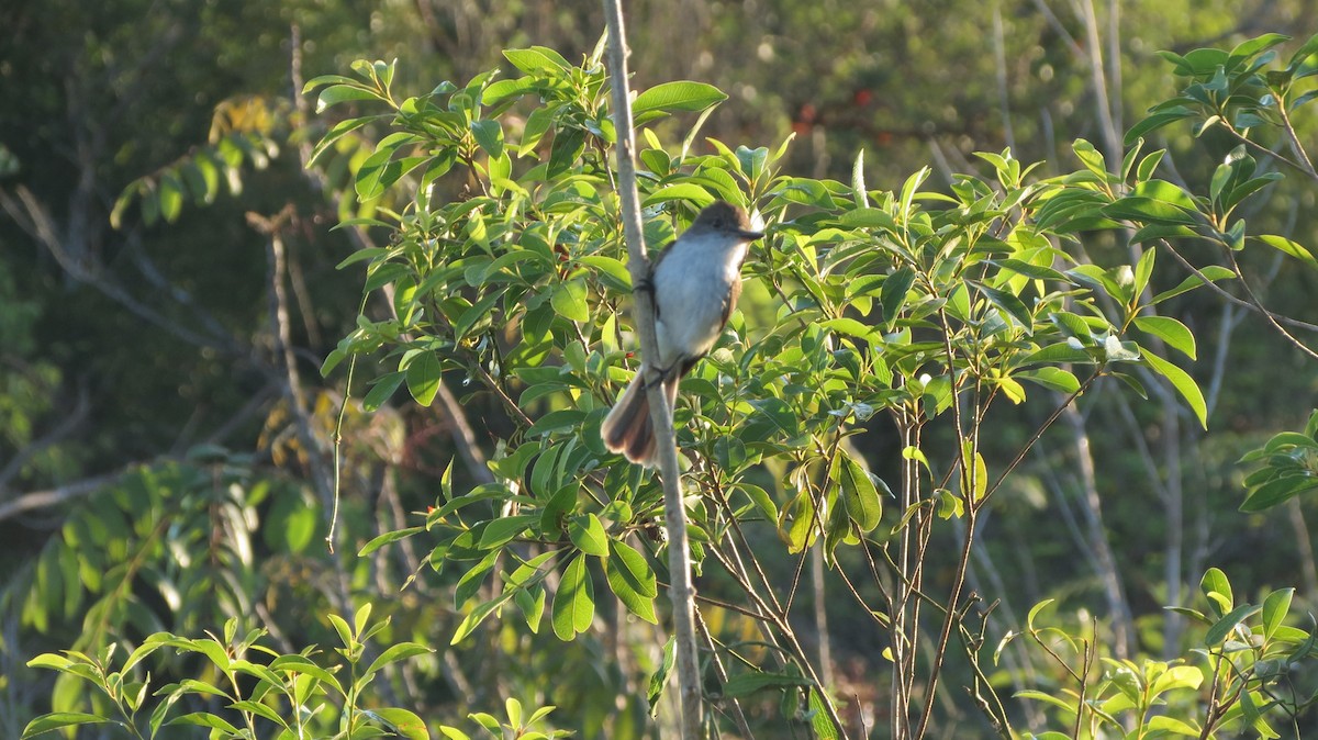 La Sagra's Flycatcher - Delvis Toledo