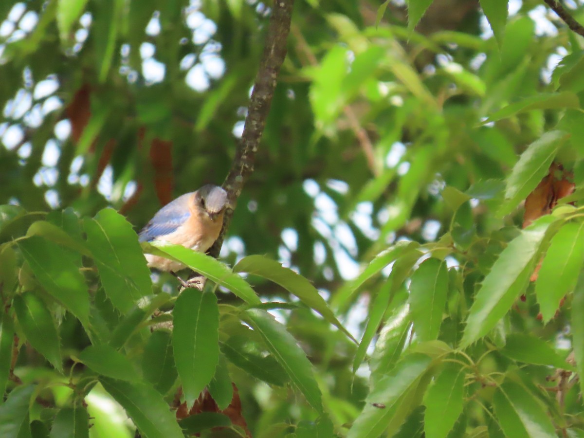 Eastern Bluebird - Elizabeth Ferber