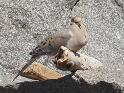 Mourning Dove - Milton Paul