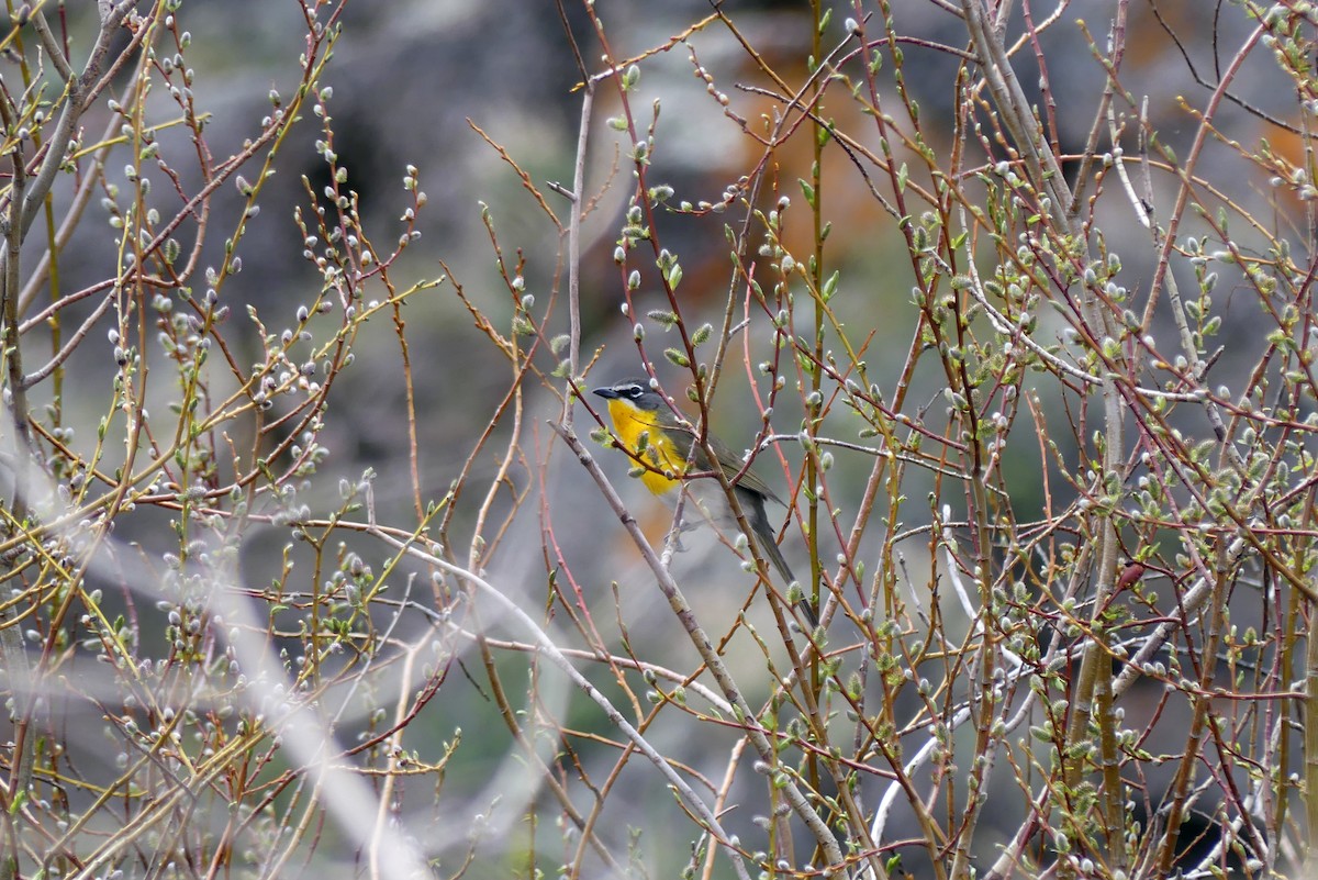 Yellow-breasted Chat - ML618845647