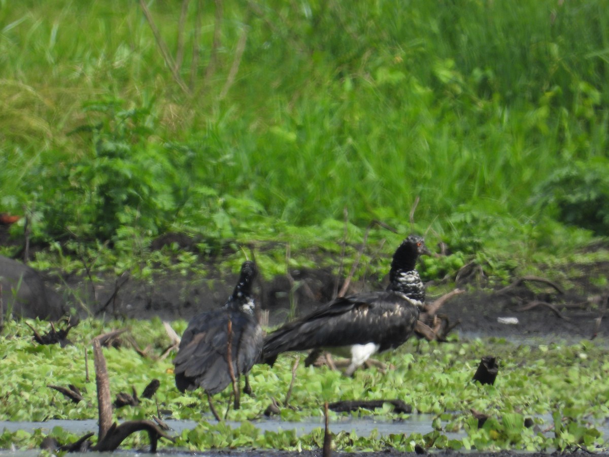 Horned Screamer - ML618845654