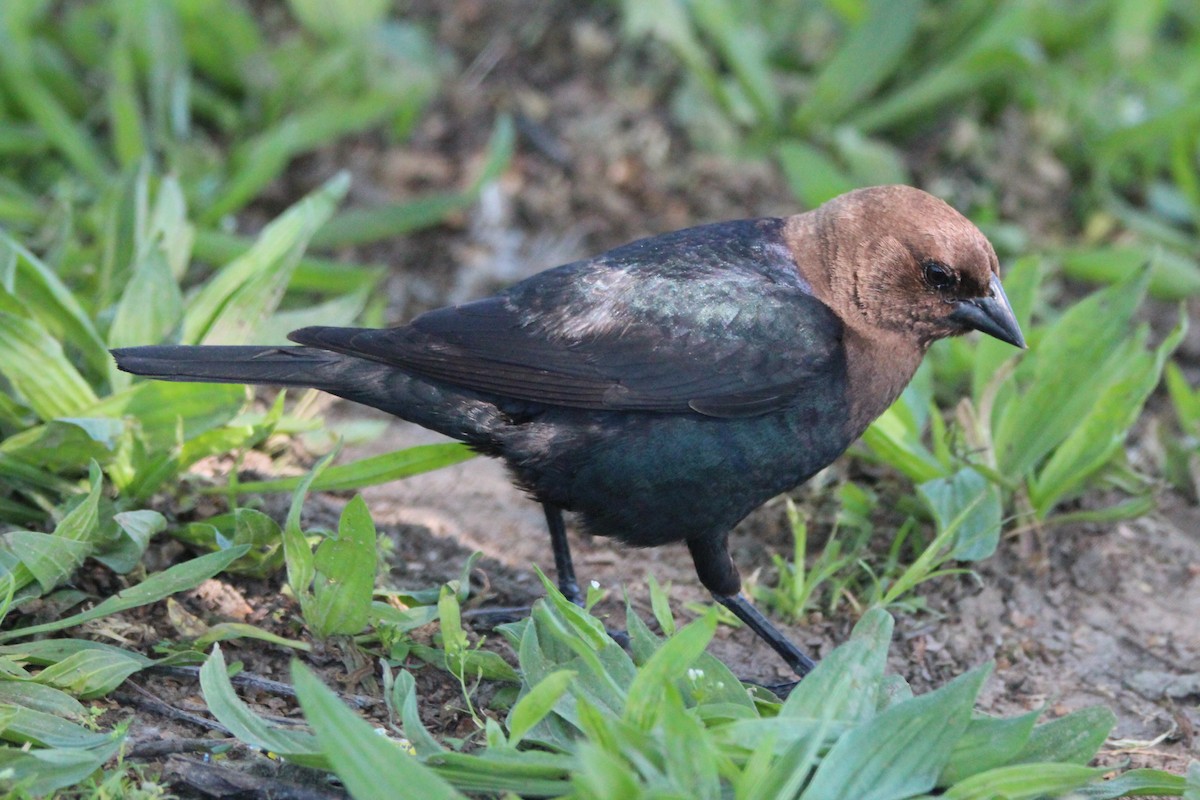 Brown-headed Cowbird - Joshua Hedlund