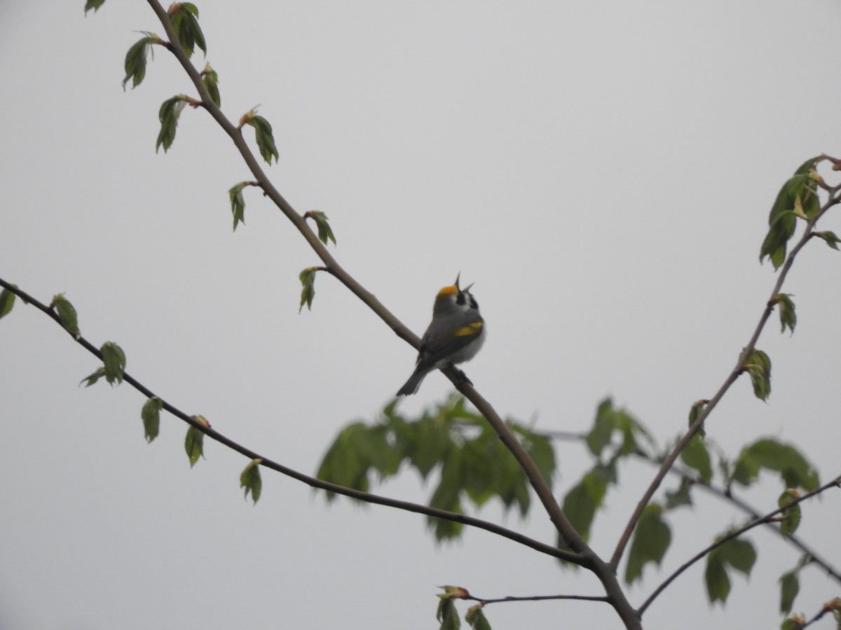 Golden-winged Warbler - John McKay