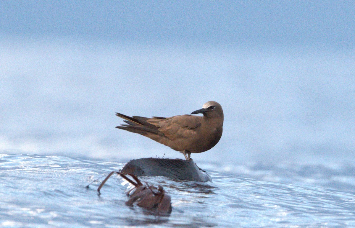 Brown Noddy - Marcos Ponce