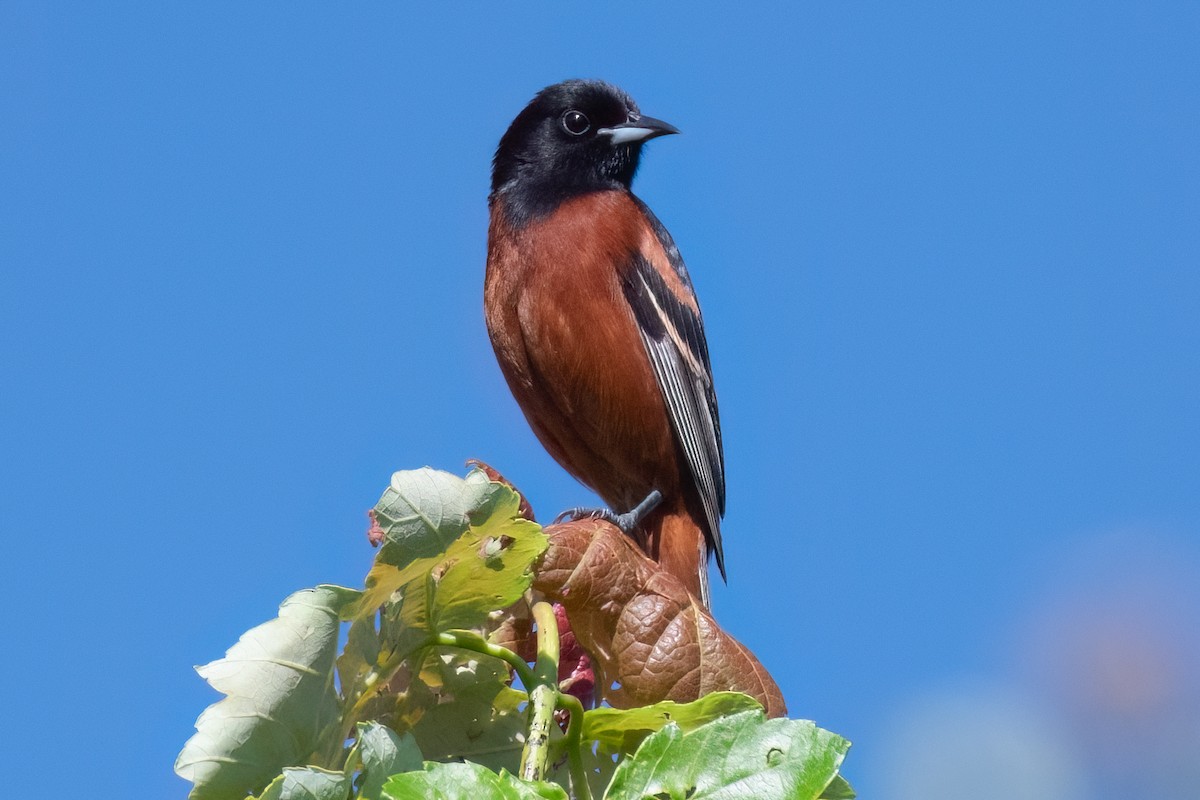 Orchard Oriole - Rick Potts