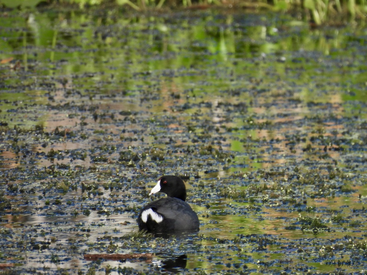 American Coot - Kathy Rigling