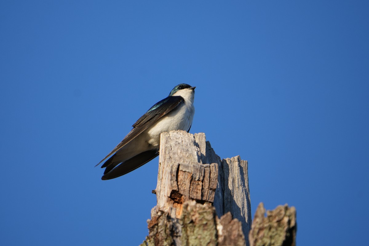 Tree Swallow - Will Cihula