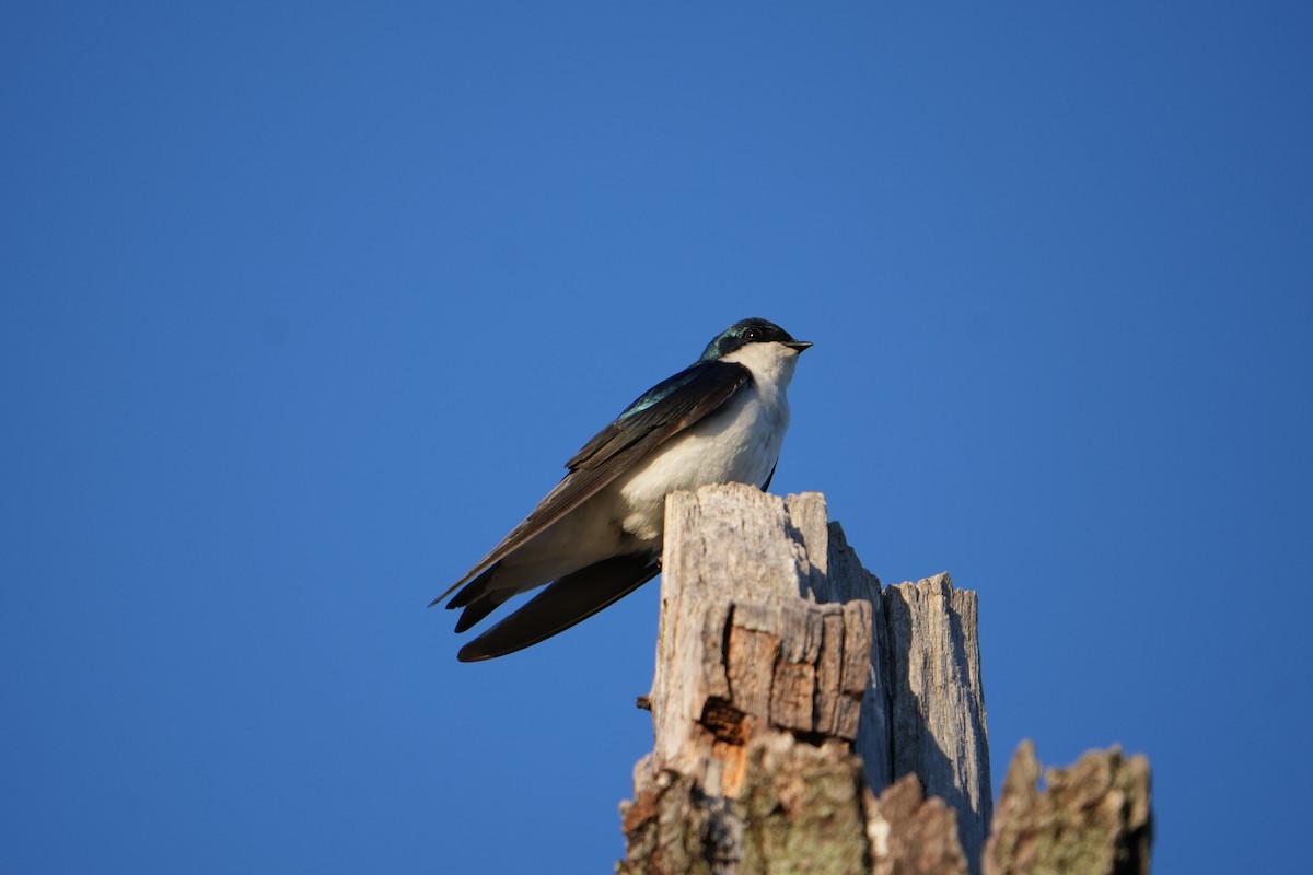 Tree Swallow - Will Cihula