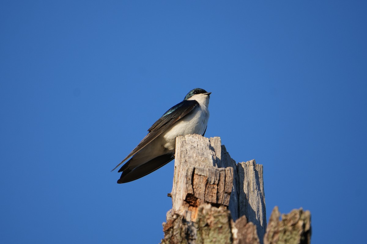 Tree Swallow - Will Cihula