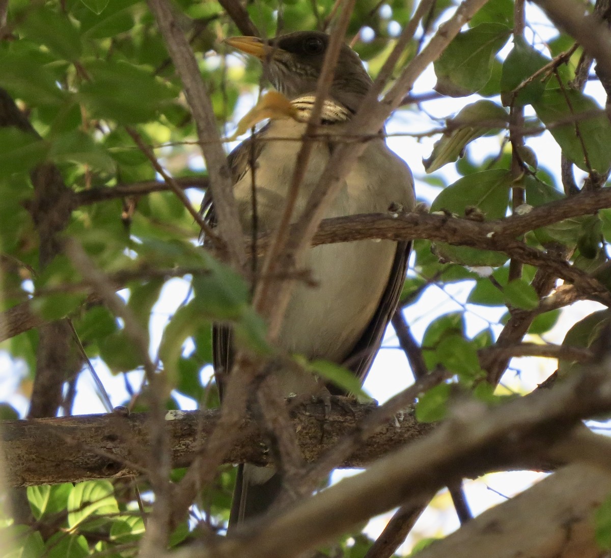 Creamy-bellied Thrush - Berenice Alves