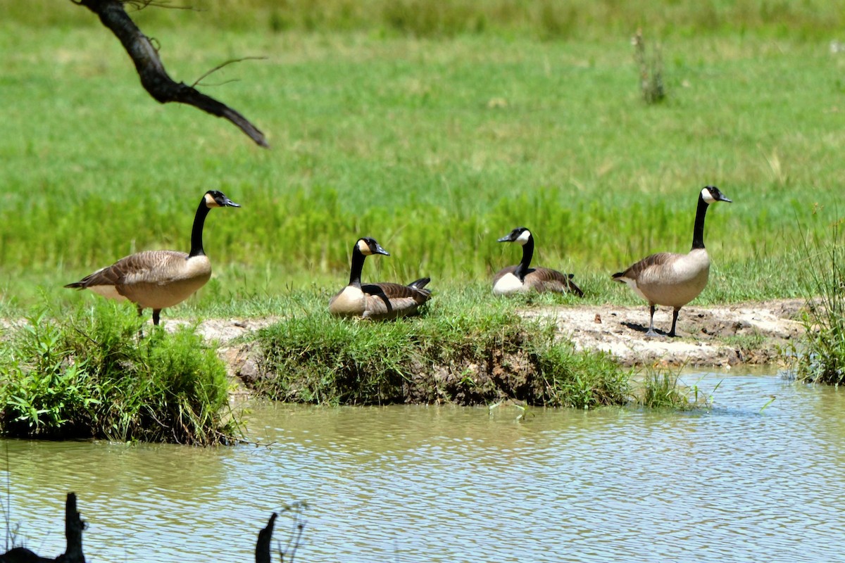 Canada Goose - Robert Gene