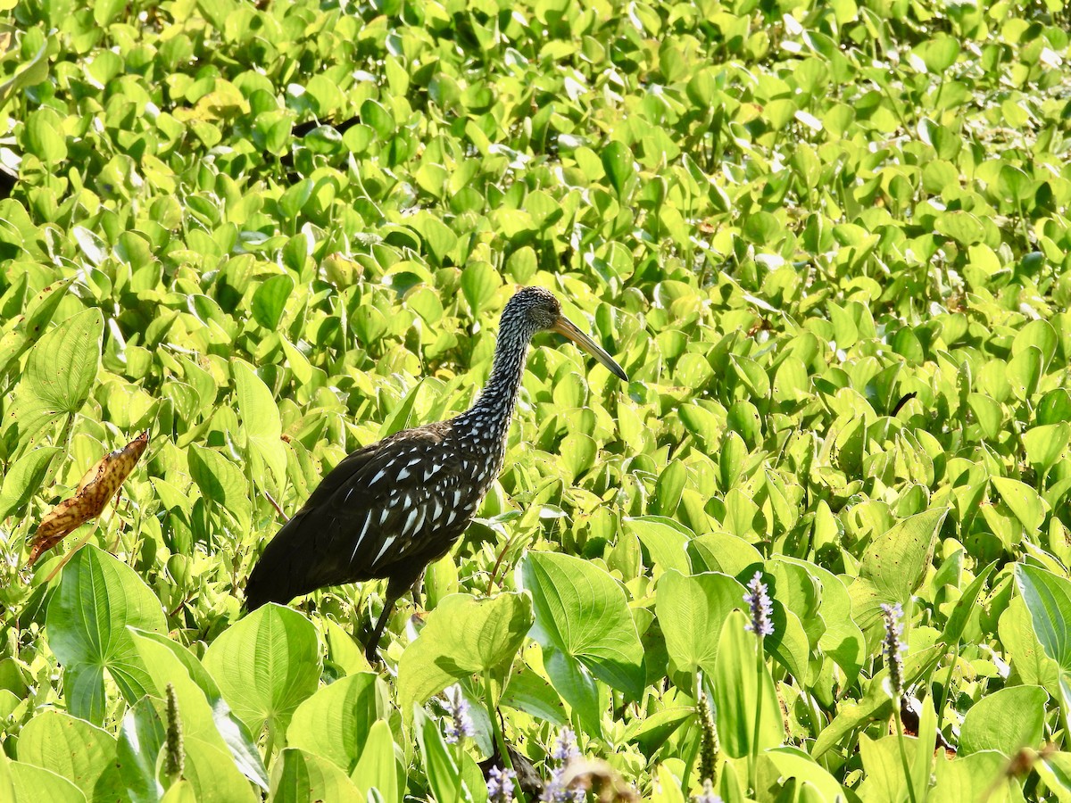 Limpkin - Kathy Rigling