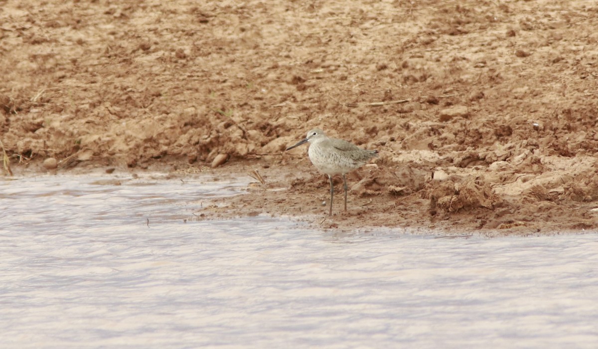 Willet - Scotty Lofland