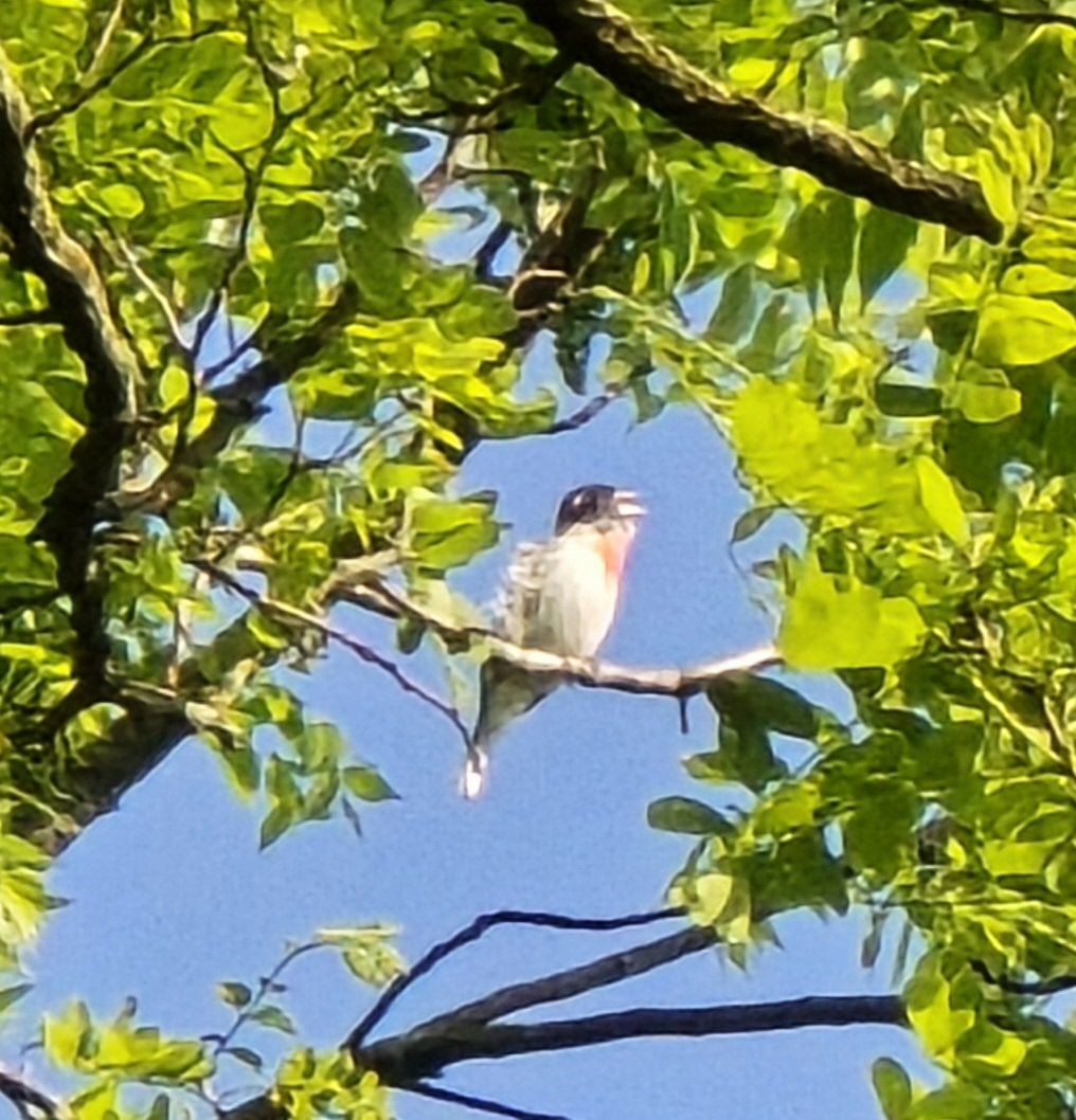 Rose-breasted Grosbeak - Snail Flower