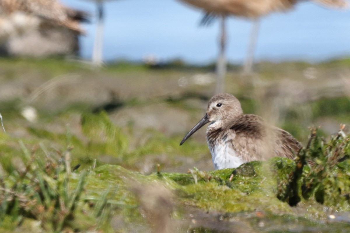 Dunlin - ML618845691