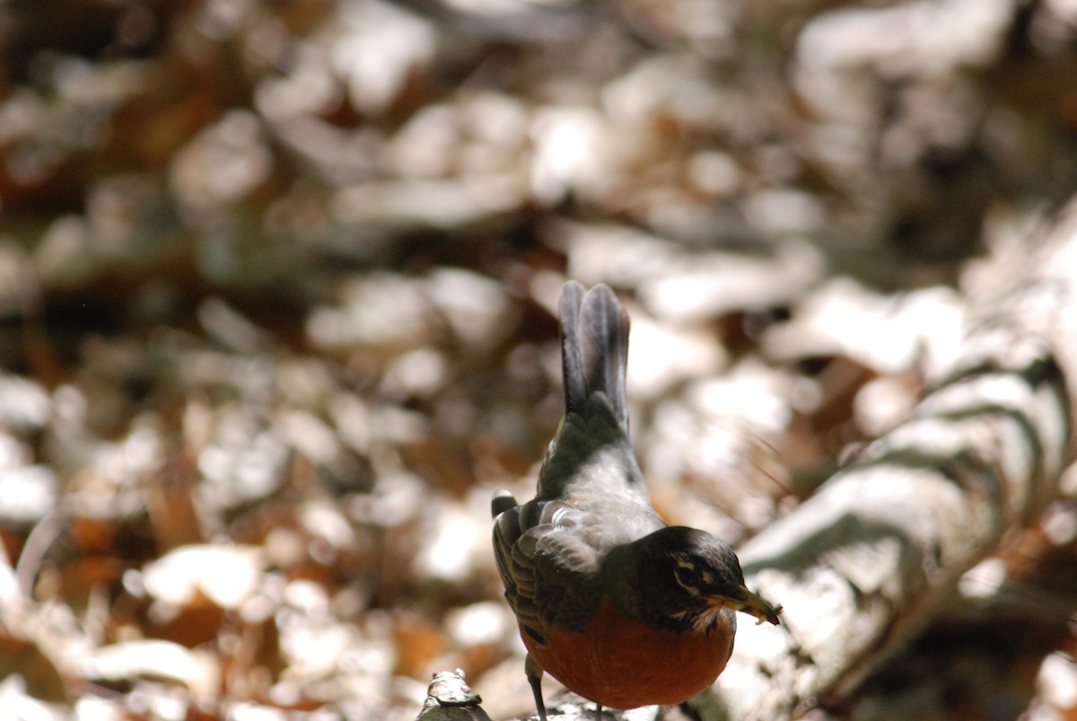 American Robin - Sebastian Martinson