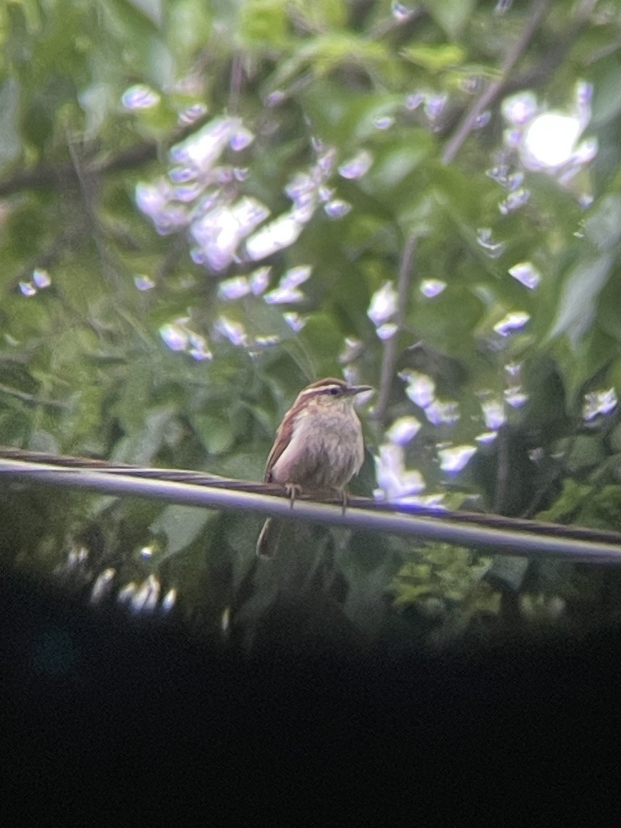 Carolina Wren - Katrina Theisen