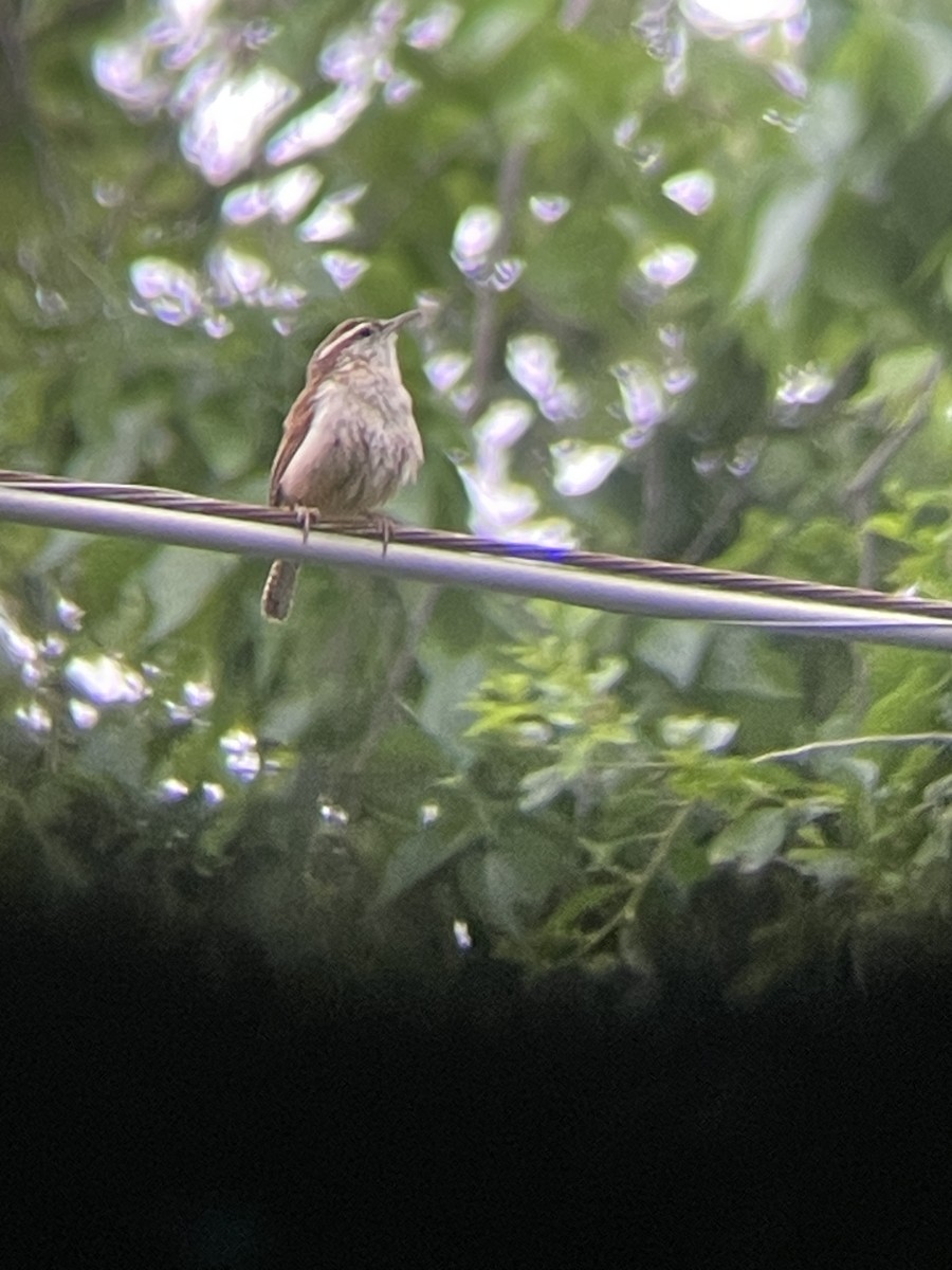 Carolina Wren - Katrina Theisen