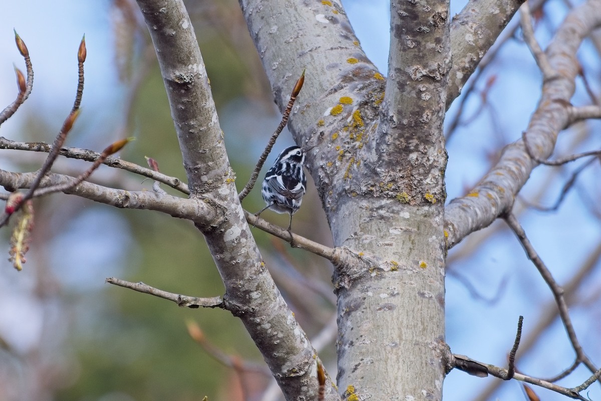 Black-and-white Warbler - Frank Grau