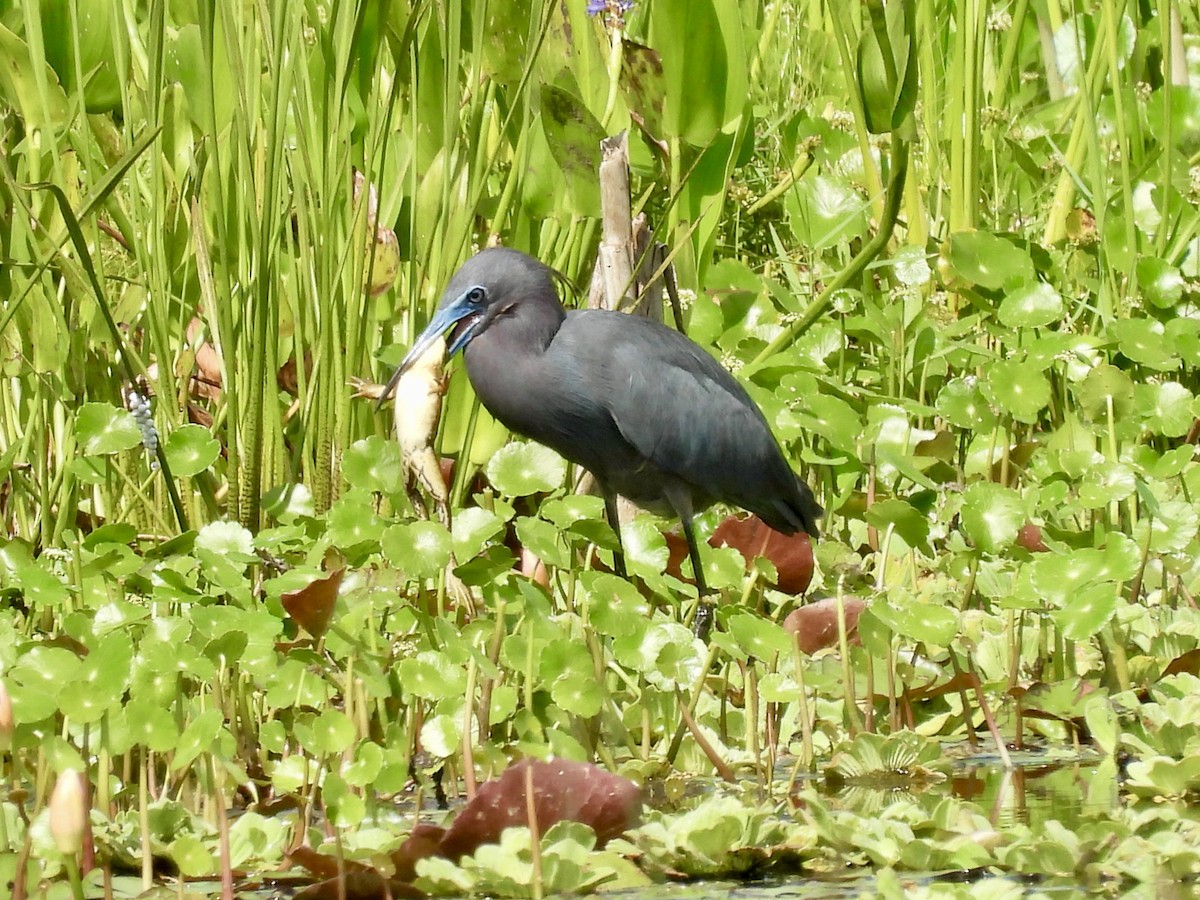 Little Blue Heron - Kathy Rigling