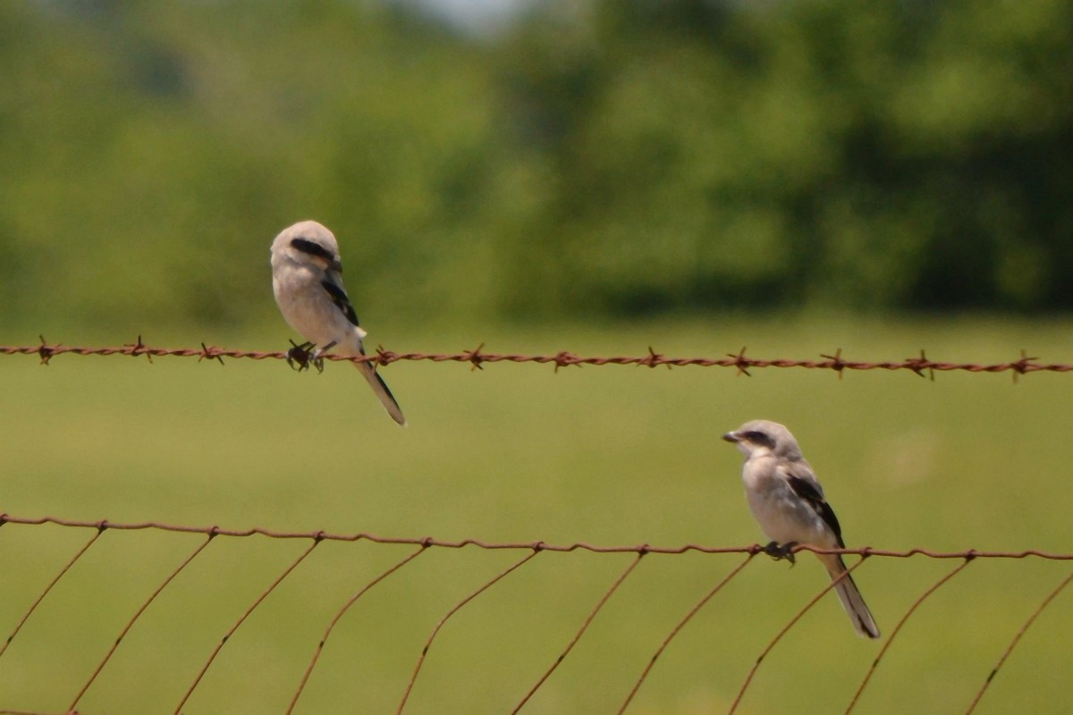 Loggerhead Shrike - Robert Gene