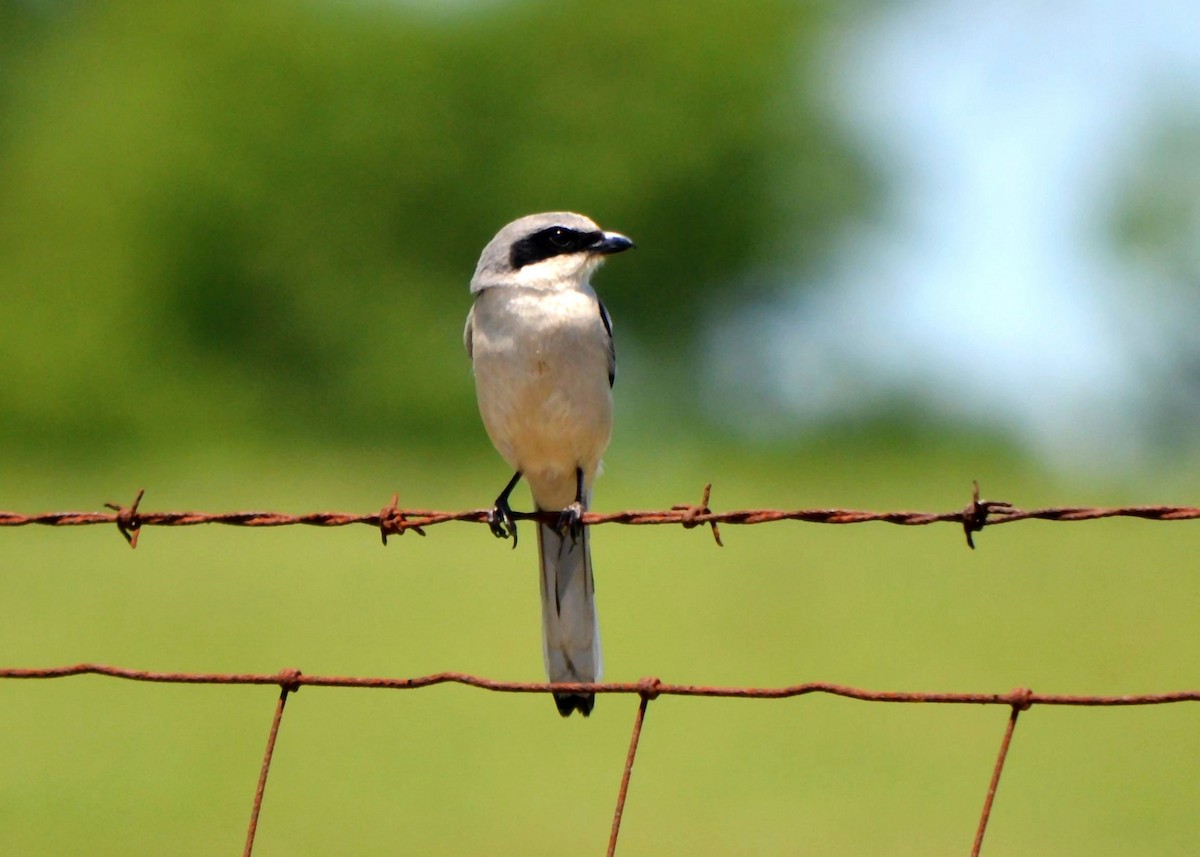 Loggerhead Shrike - Robert Gene