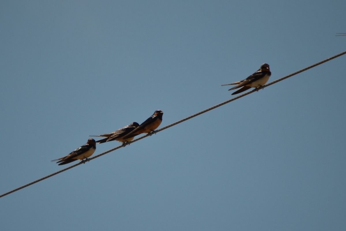 Barn Swallow - Robert Gene