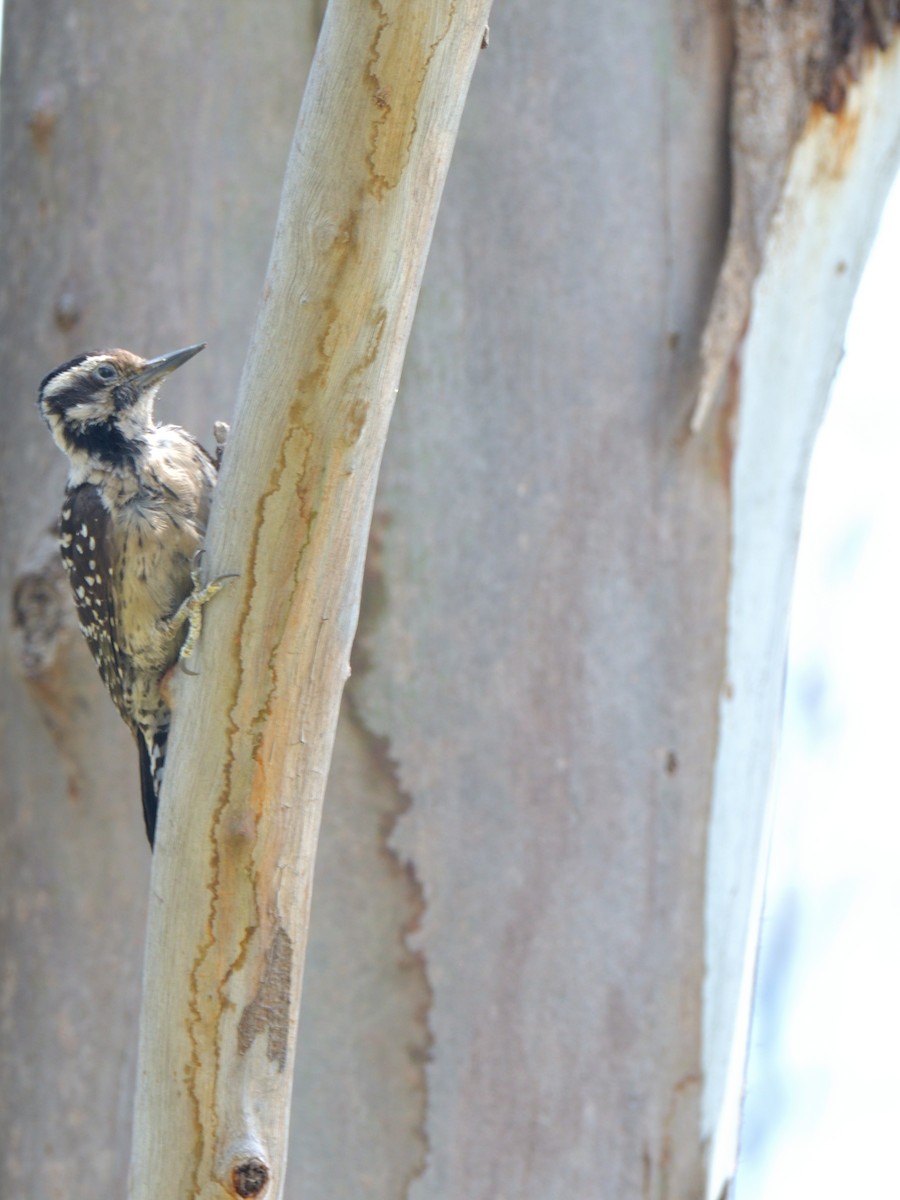 Ladder-backed Woodpecker - ML618845751