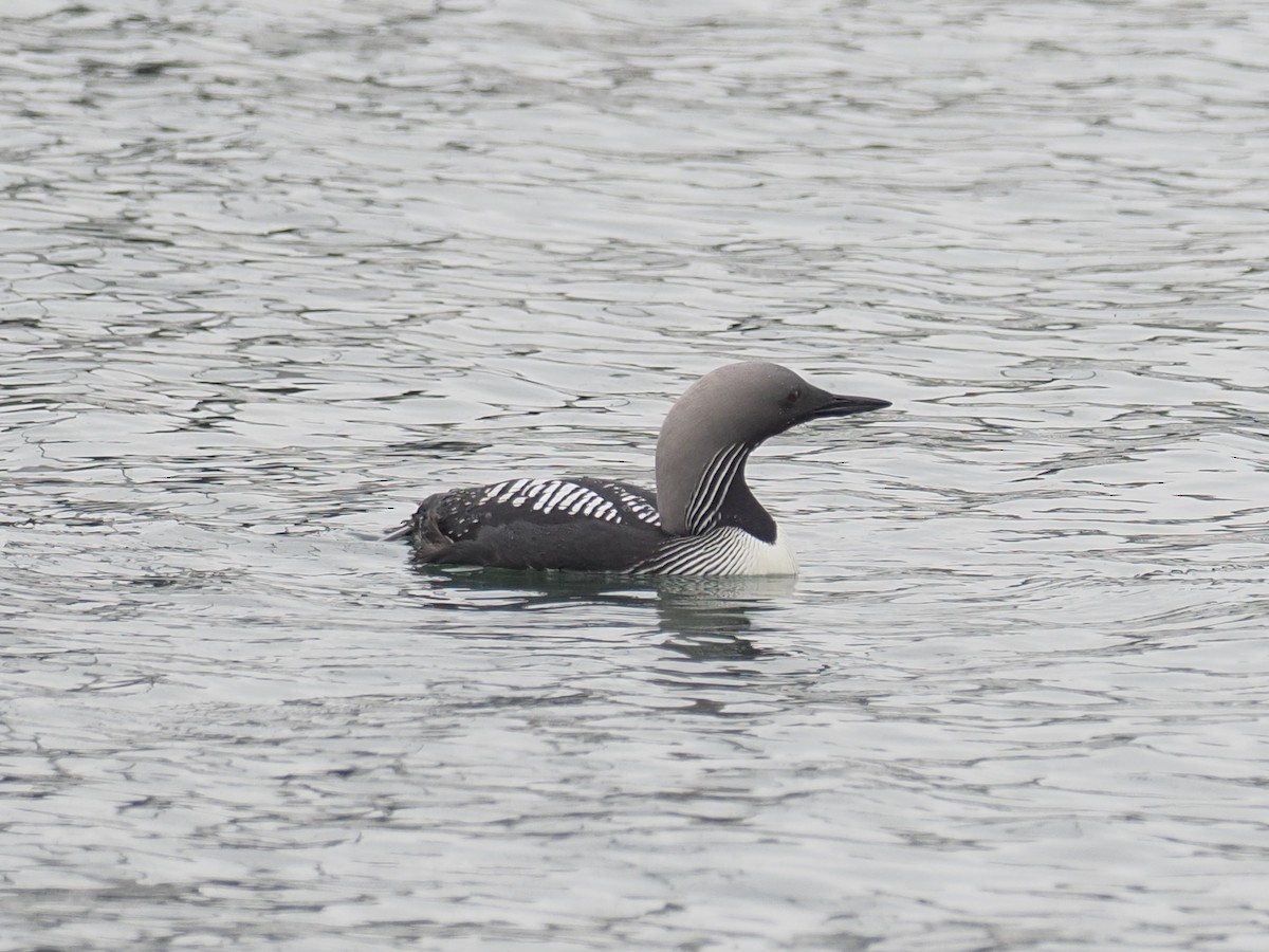 Pacific Loon - Keith Parker